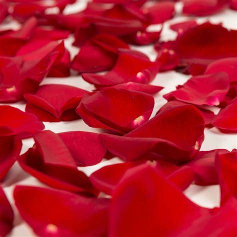 pictures of rose petals|More.